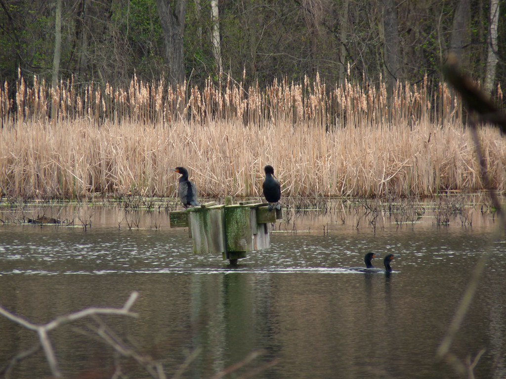 Fannie Stebbins Wildlife Refuge, Longmeadow MA Double cres… Flickr