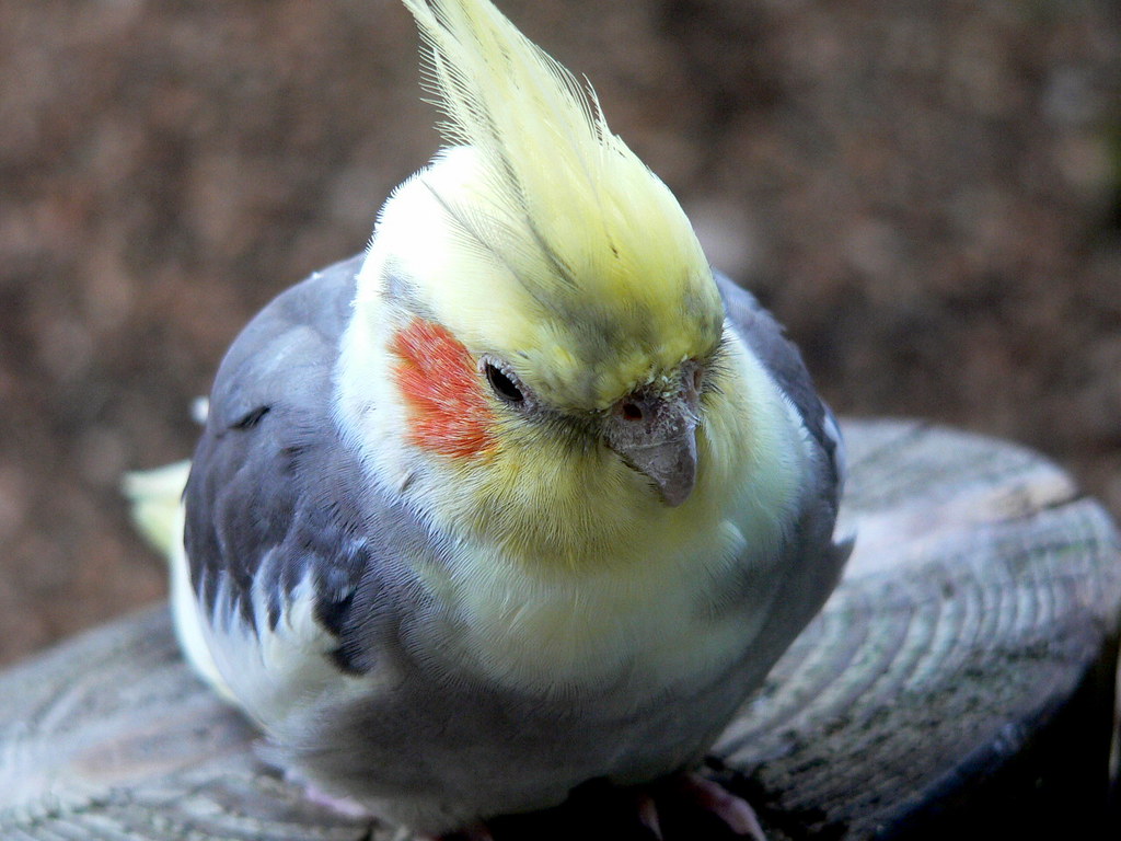 Cockatiel Cockatiel at Brevard Zoo in Melbourne, Florida. … Flickr
