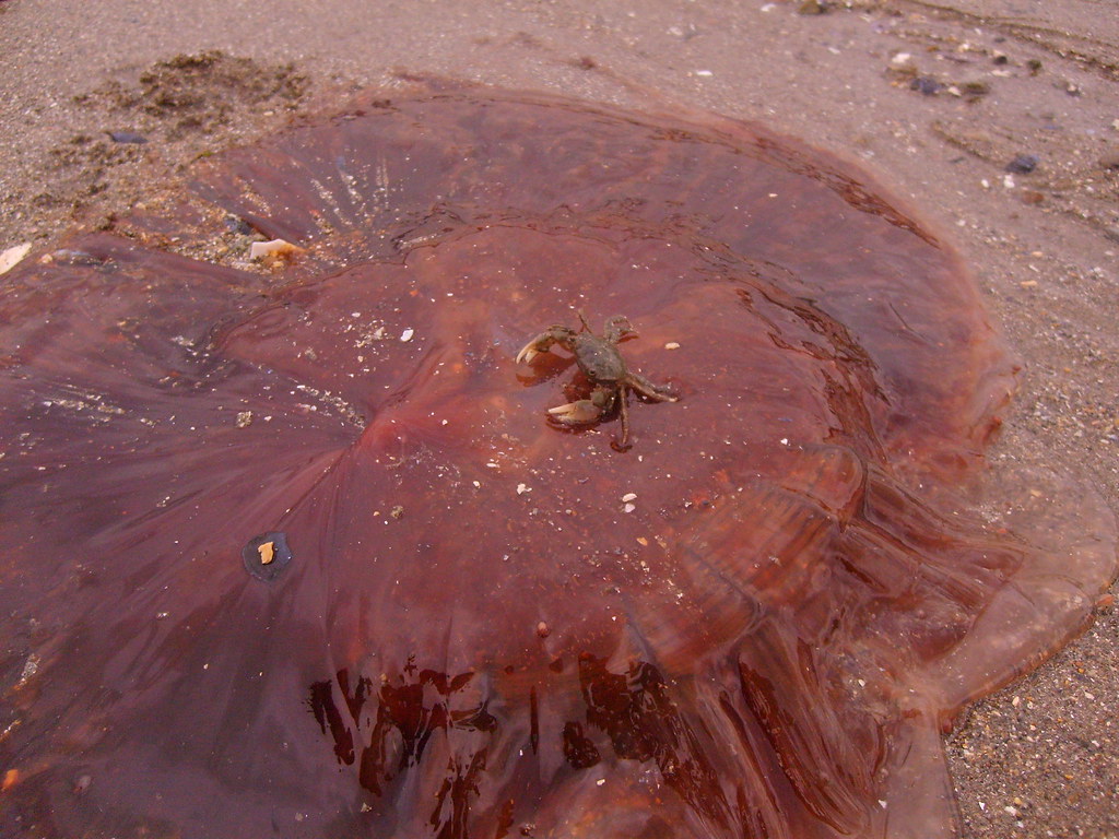 Jellyfish vs. Crab!!! Crab on jellyfish...fight fight figh… Flickr