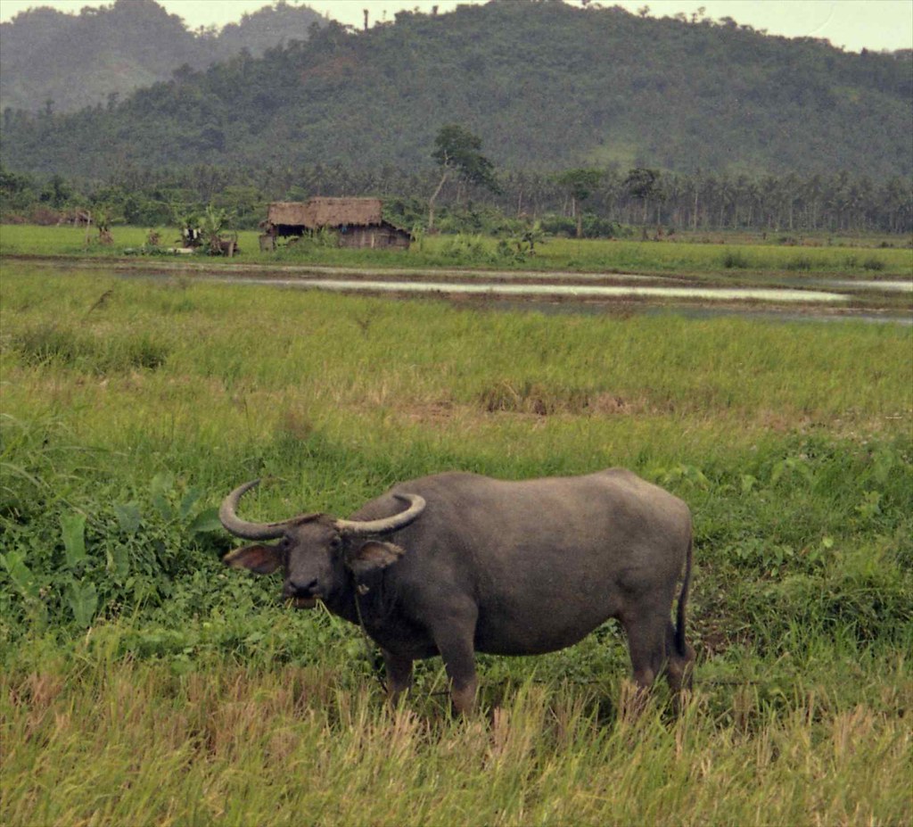 Carabao in rice field; Baler, Philippines a photo on Flickriver