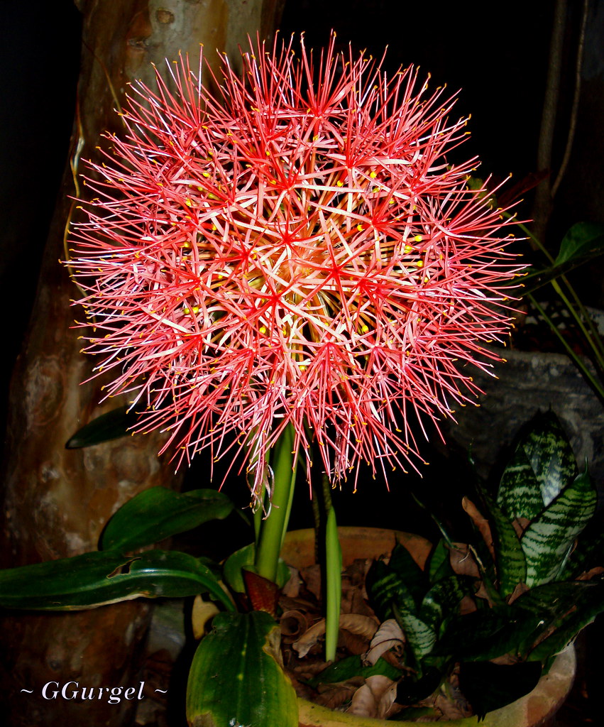 Feliz "Quinta Flowers". GILVANDRO GURGEL "Vera re te" > AUSENTE Flickr