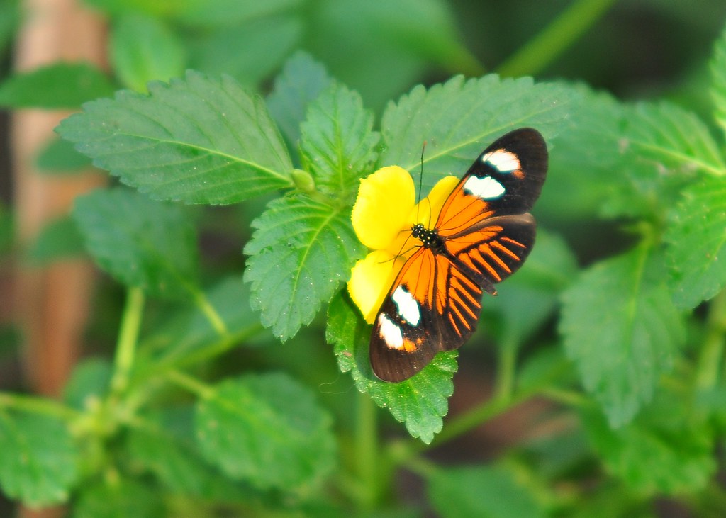 Meijer Gardens Butterflies are Blooming Flickr