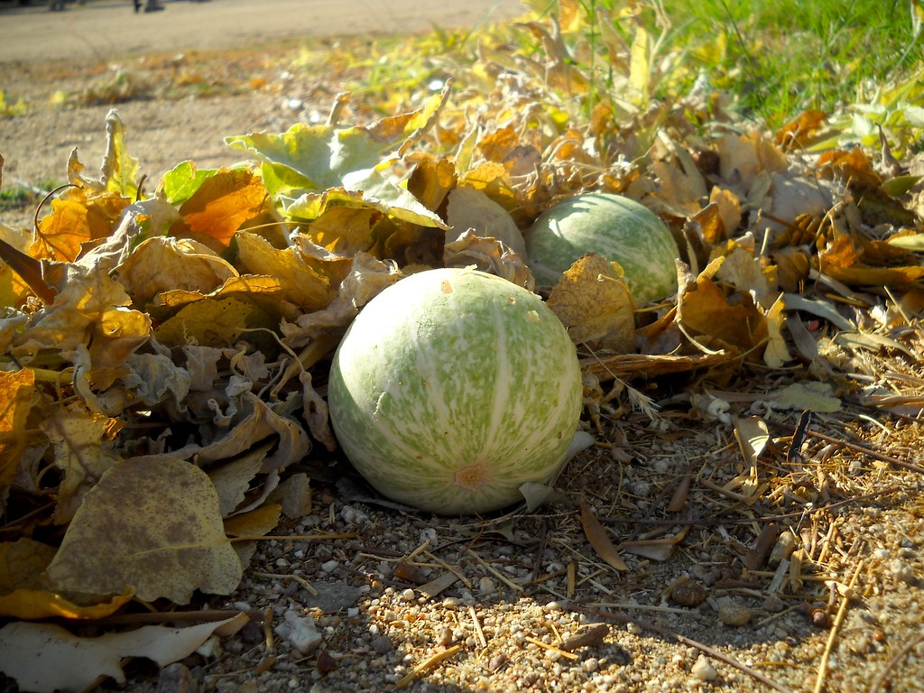 Coyote_GourdAnzaBorrego1113091 Growth habit and fruit o… Flickr