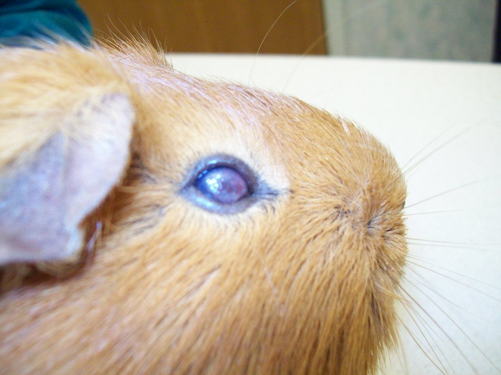 Corneal ulcer on a guinea pig Olathe Animal Hospital in Olathe, KS