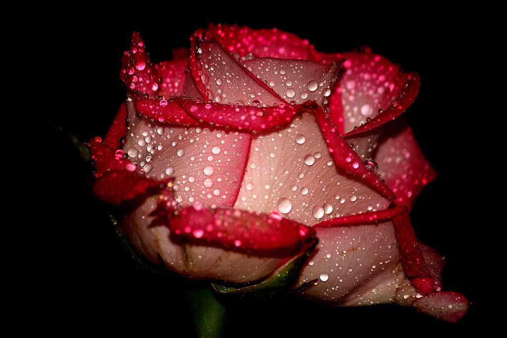 Flower for my husband. B l a c k M a g i c Bóndadagur. Thi… Flickr