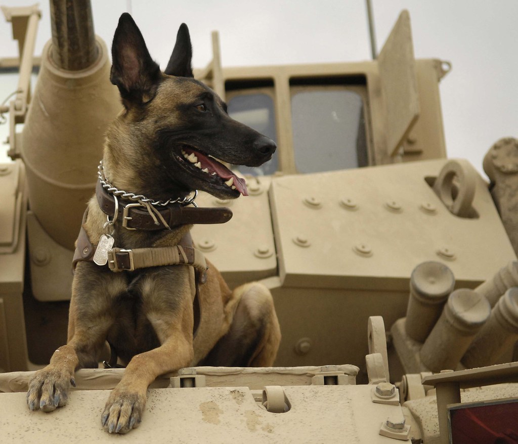 All Ears U.S. Air Force military working dog Jackson sits … Flickr