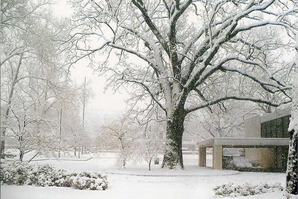 Snowfall March 2009. Tulsa, Ok. View of the trees outside … Flickr