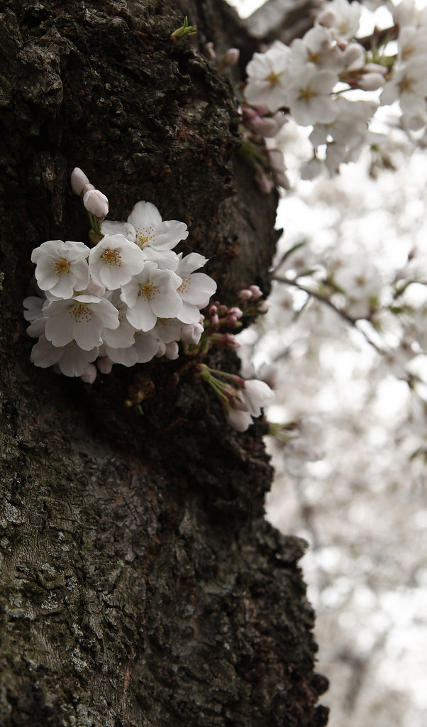 Trunk Cherry blossoms growing on the trunk of a tree durin… Flickr