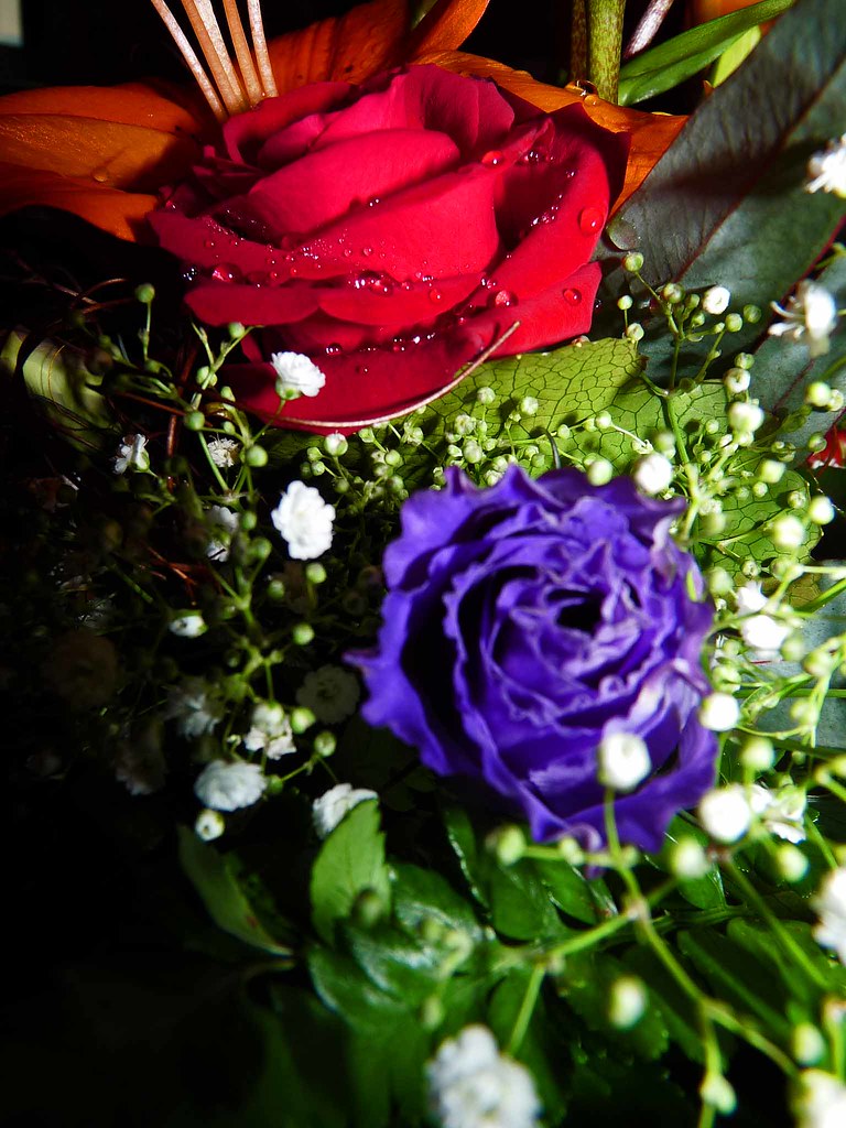 where the blue roses grow have a nice week my friends Flickr