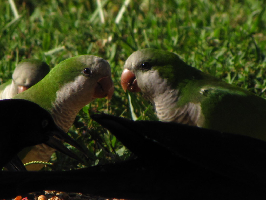 IMG_5999 Quaker Parrots eat grass as their main food. JonMark
