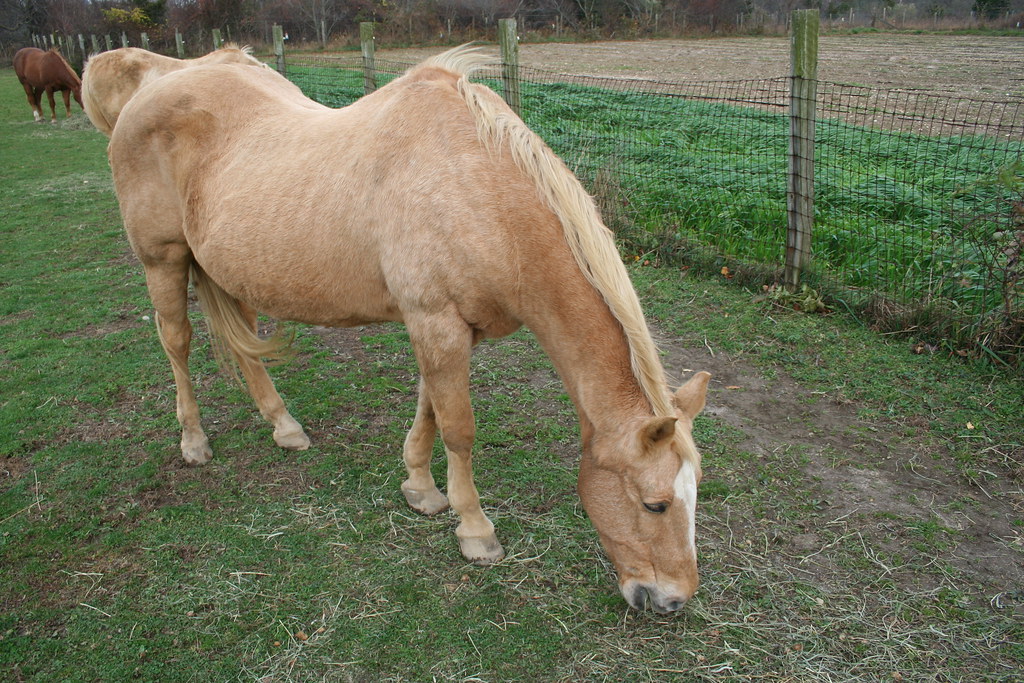 Horse The Farm Bed and Breakfast, Riverhead, NY golembeski Flickr