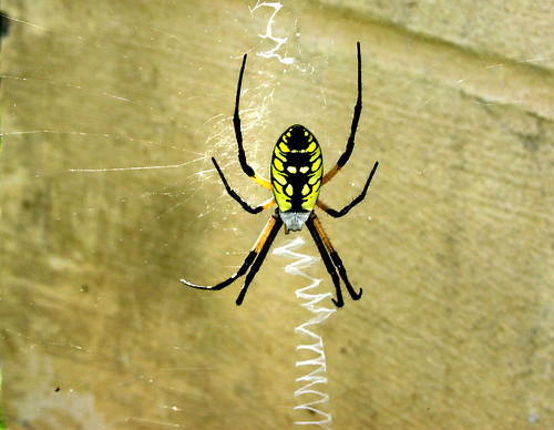 Writing Spider I don't know the species. We have always ca… Flickr