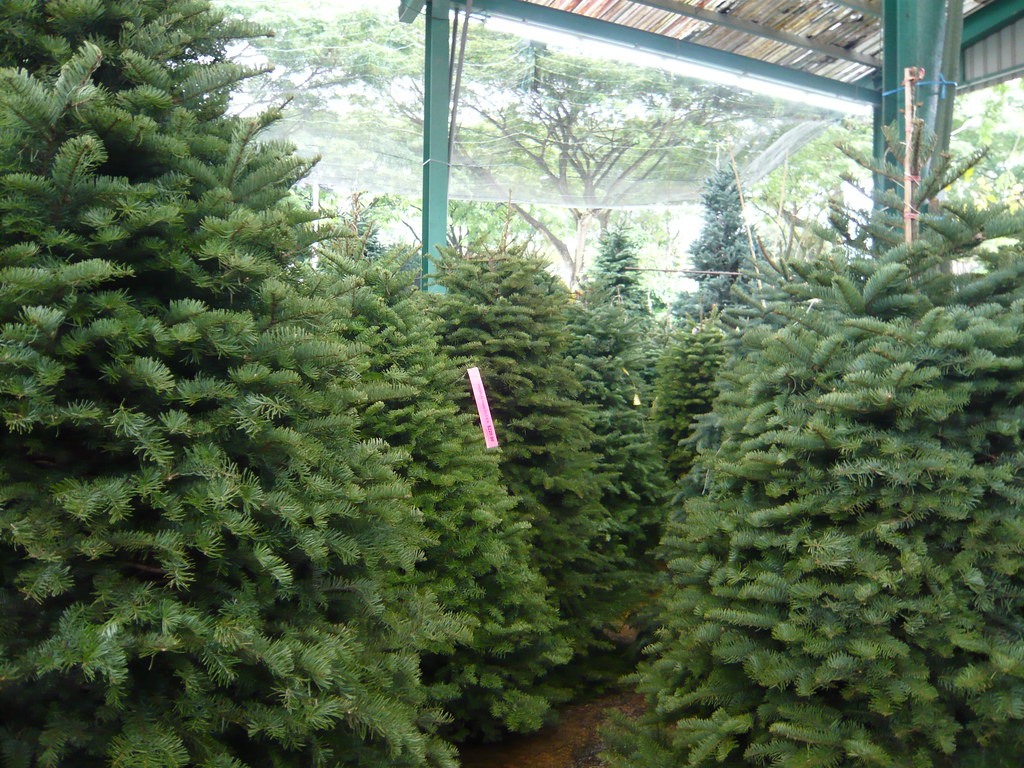 Christmas trees for sale kfcatles Flickr