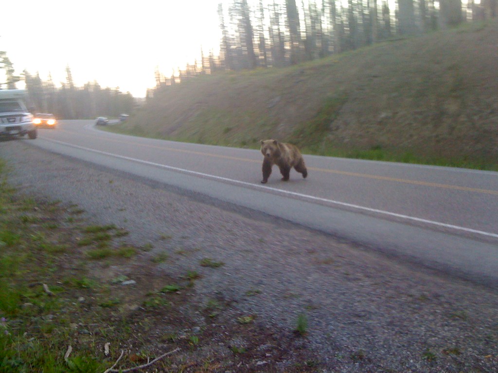 Bear Attack!, Yellowstone National Park, WY This photo was… Flickr