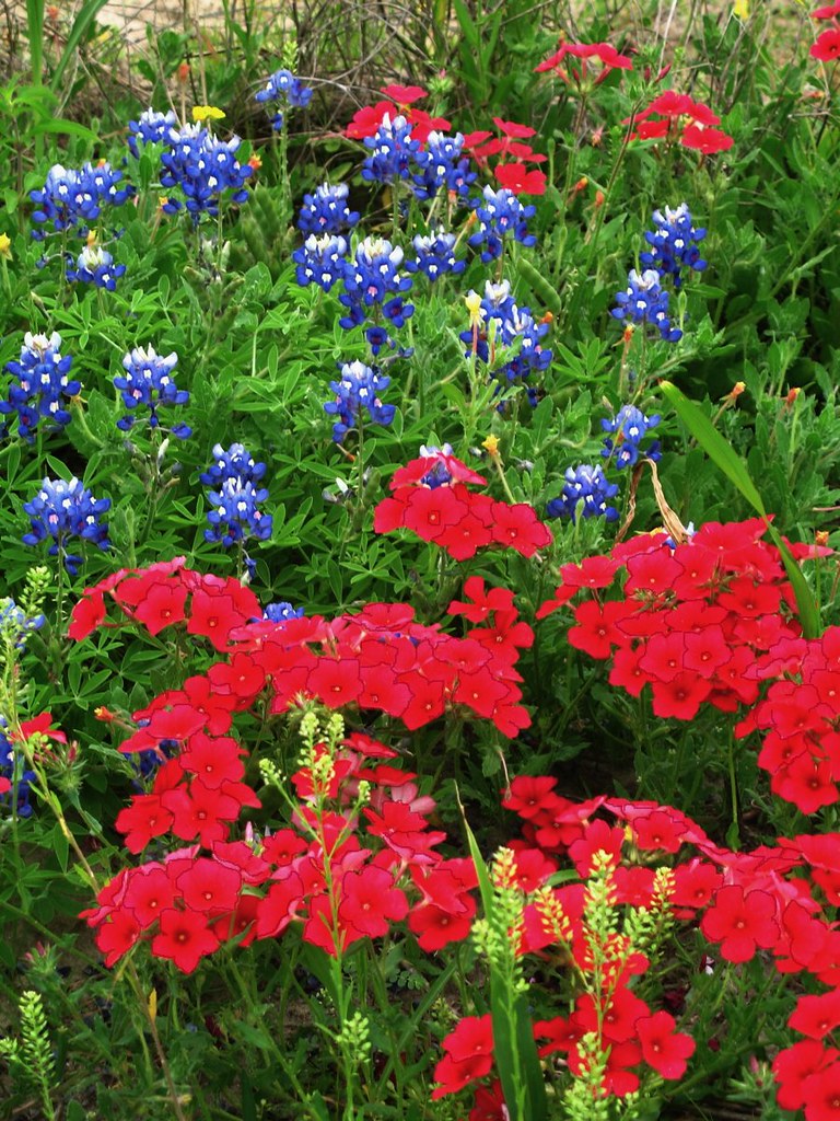 Texas Wildflowers Wildflowers in Goliad State Park. Texas.… Flickr