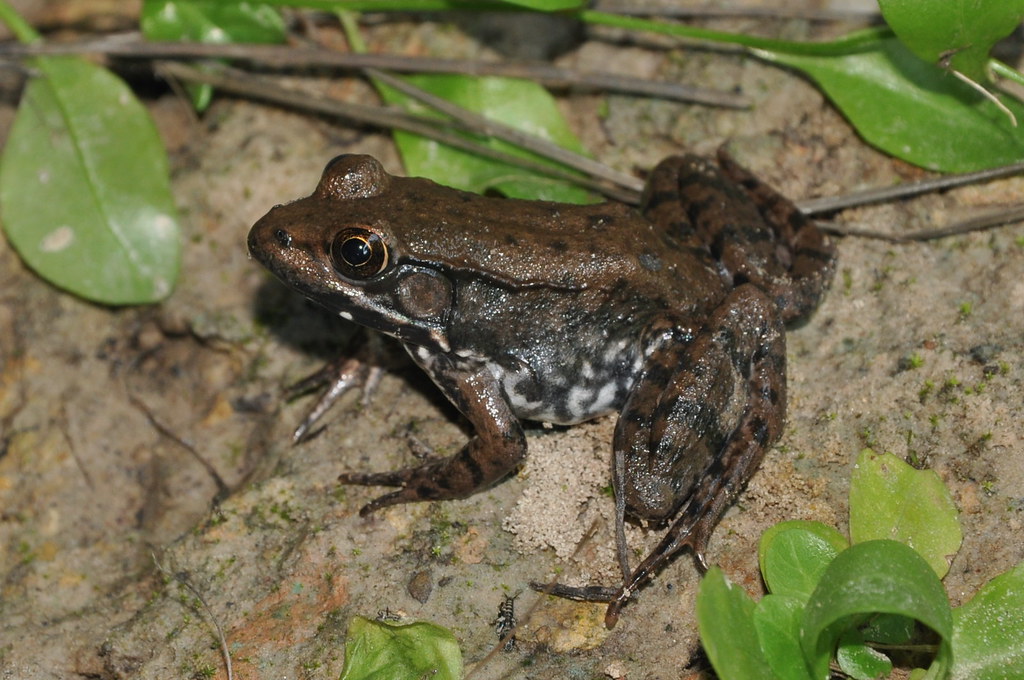 Bronze Frog Lithobates clamitans from Harris County, Texas… John