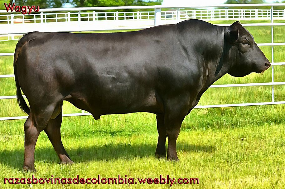 Wagyu 15 a photo on Flickriver