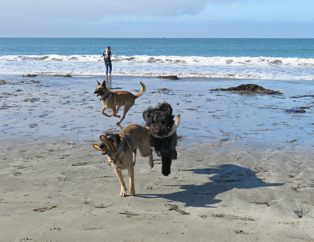 Benni, Vixen and Ari Benni was as happy as a dog can be to… Flickr