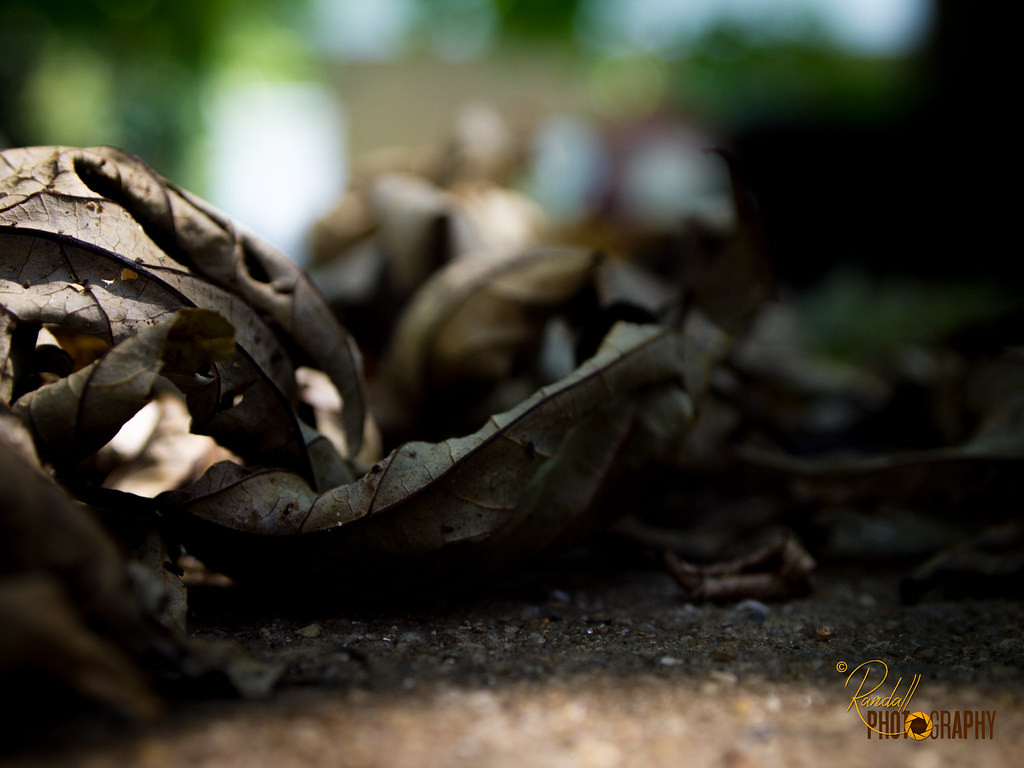 Elevation of Travelers Rest Cir, Easton, MD, USA Topographic Map