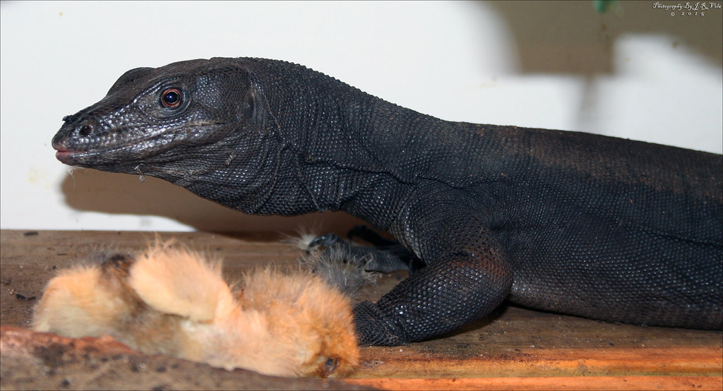 8/7/2015 BDVS1 Male Black Dragon Varanus Salvator Male Bla… Flickr