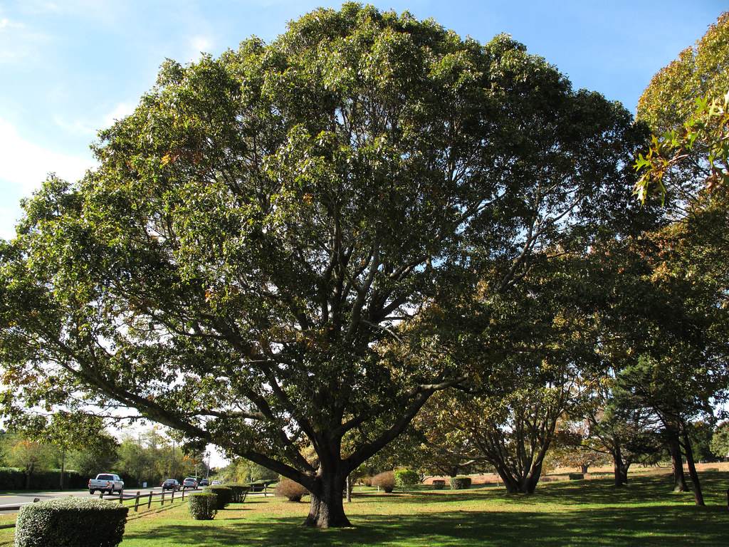Black Oak Quercus velutina Sandra Richard Flickr