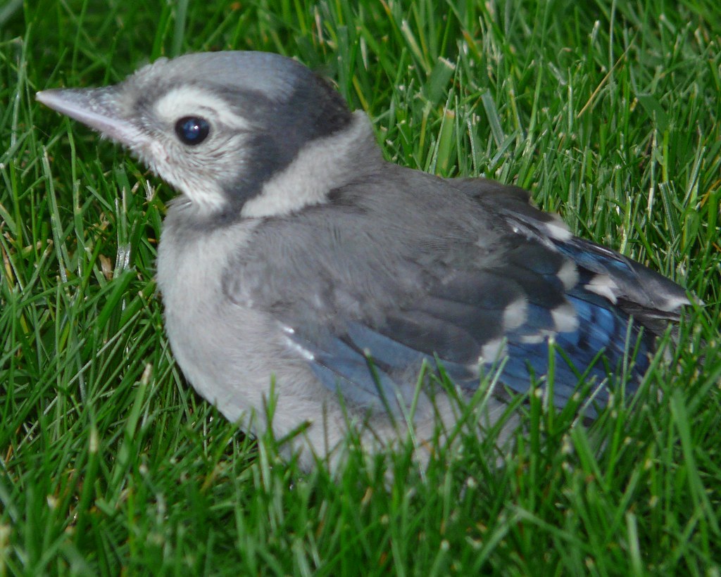 Baby Blue Jay Mike's Birds Flickr
