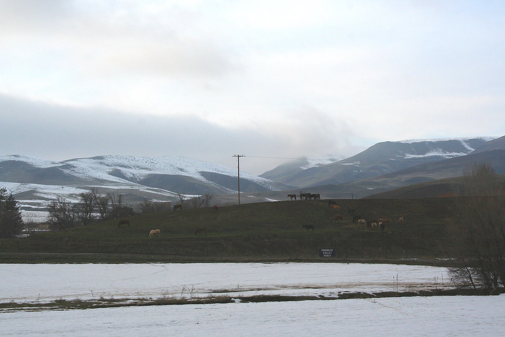 Horses near Weiser Idaho Horses near Weiser Idaho. Horse C… Flickr