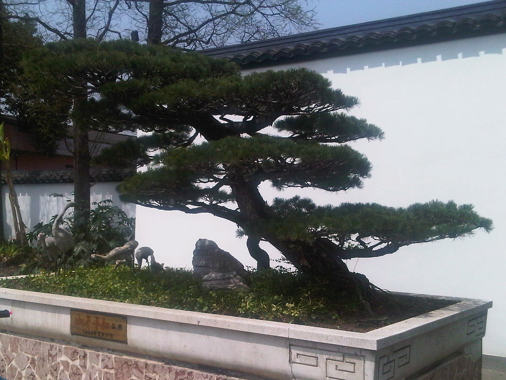 leaning pine bonsai Bonsai in Shanghai Botanical Garden Jamie