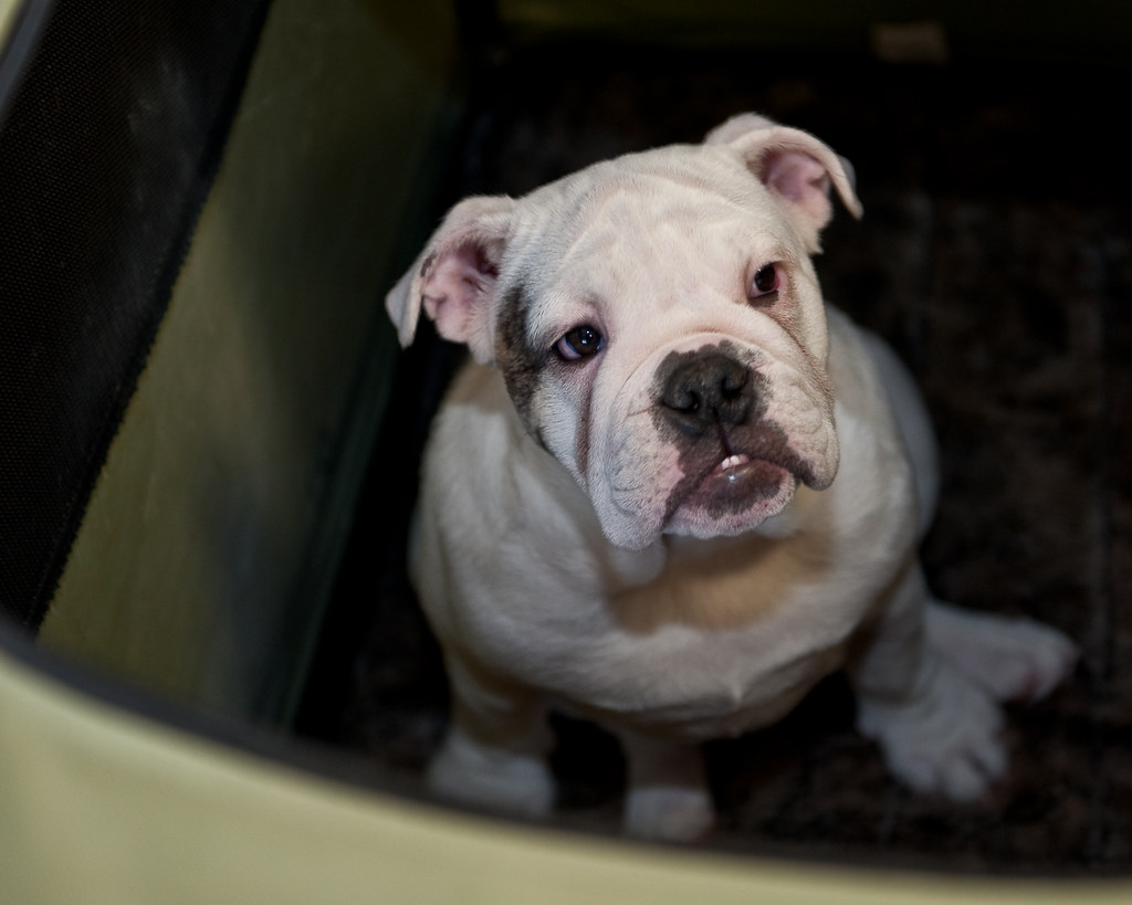 Bulldog Club of New Jersey Puppy Match, Flemington, New Je… Flickr
