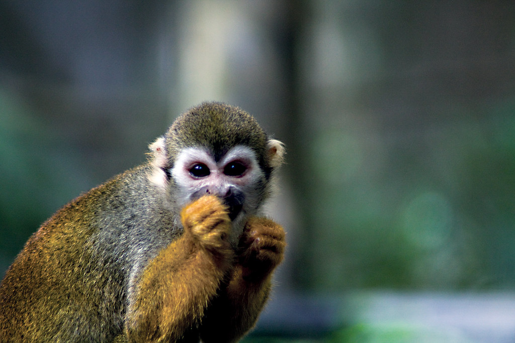 outbreak_monkey Outbreak Monkey at the Singapore Zoo. Dan Taylor