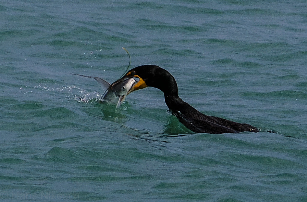 IMGP0449 Cormorant fishing hnikesch Flickr
