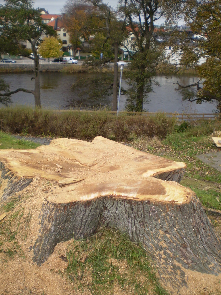 Cut down elm I wonder how old this one was... Margo Akermark Flickr