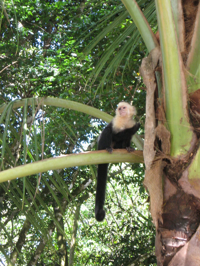 043 white face Capachin Monkey Steve Linder Flickr