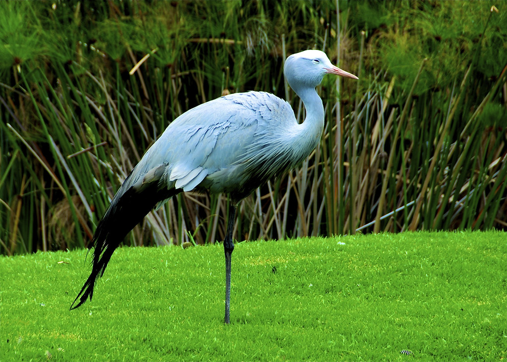 Blue Crane National Bird of South Africa. slack12 Flickr