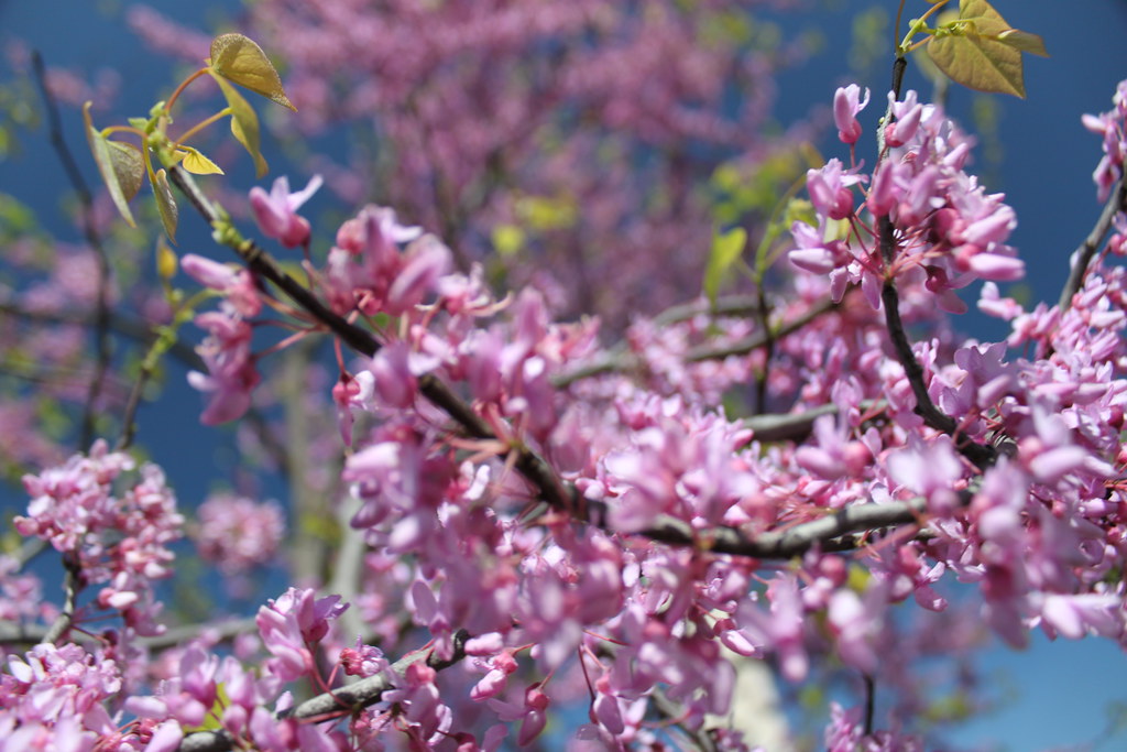 Purple Flowering Tree at Washington Monument Washin… Flickr