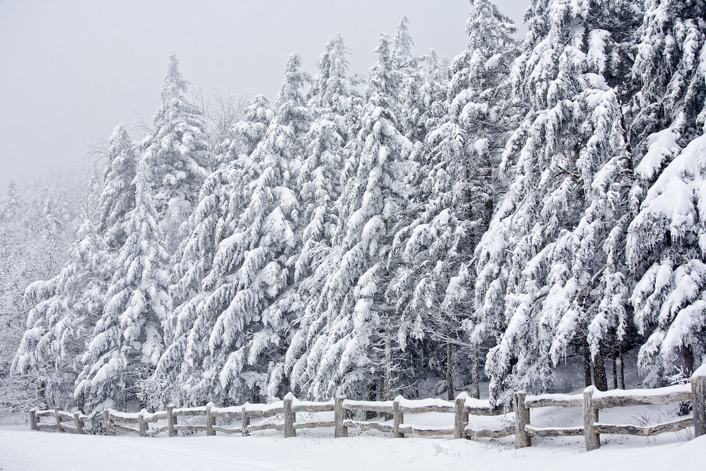 TN, Roan Mountain State Park, snow covered firs at Carver'… Flickr