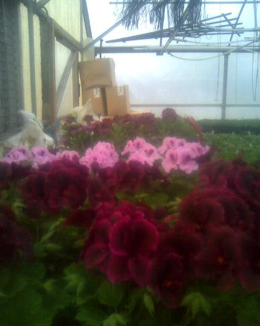 Kelly gardens March 27, 2010 Kelly Gardens Flickr