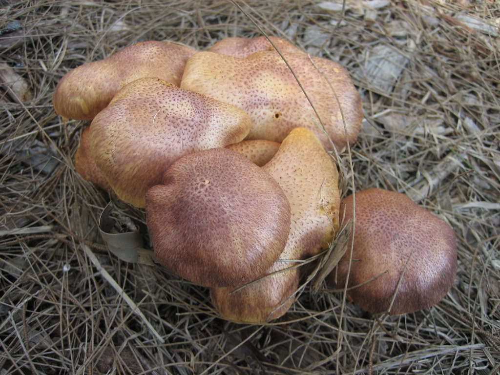 Plums and Custard Mushroom (Tricholomopsis rutilans) Flickr