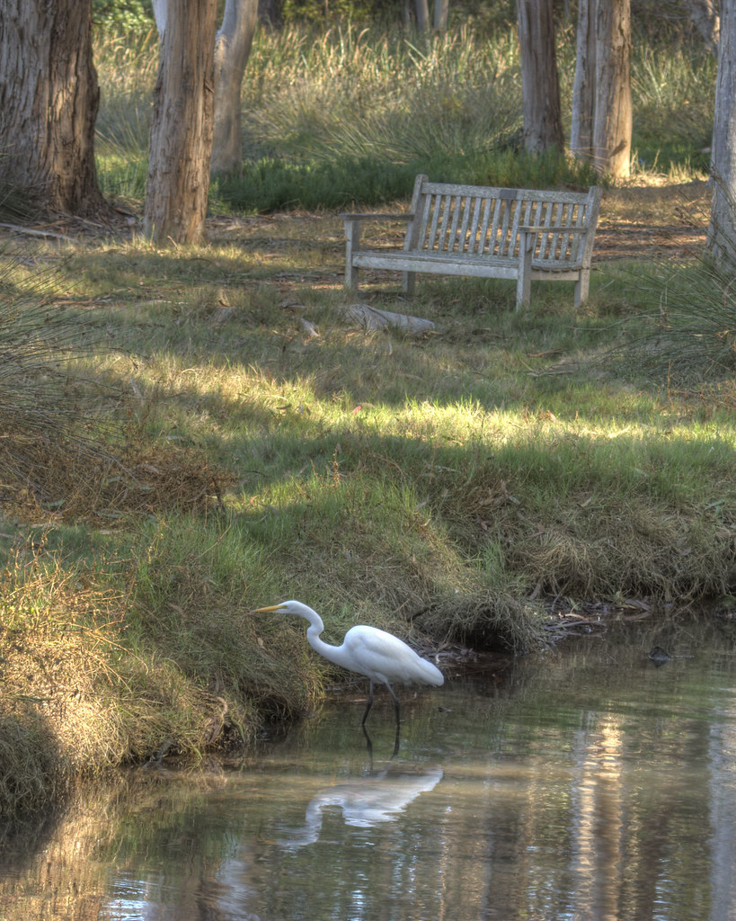Sweet Springs Nature Preserve Great Egret. Morro Photo Exp… Flickr