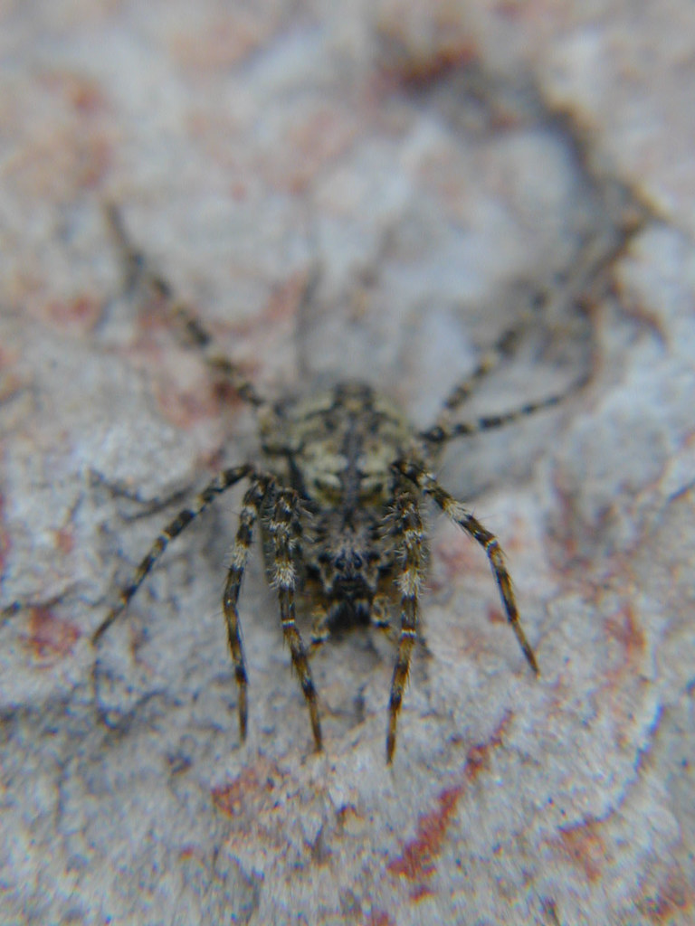 spider west virginia yakfur Flickr