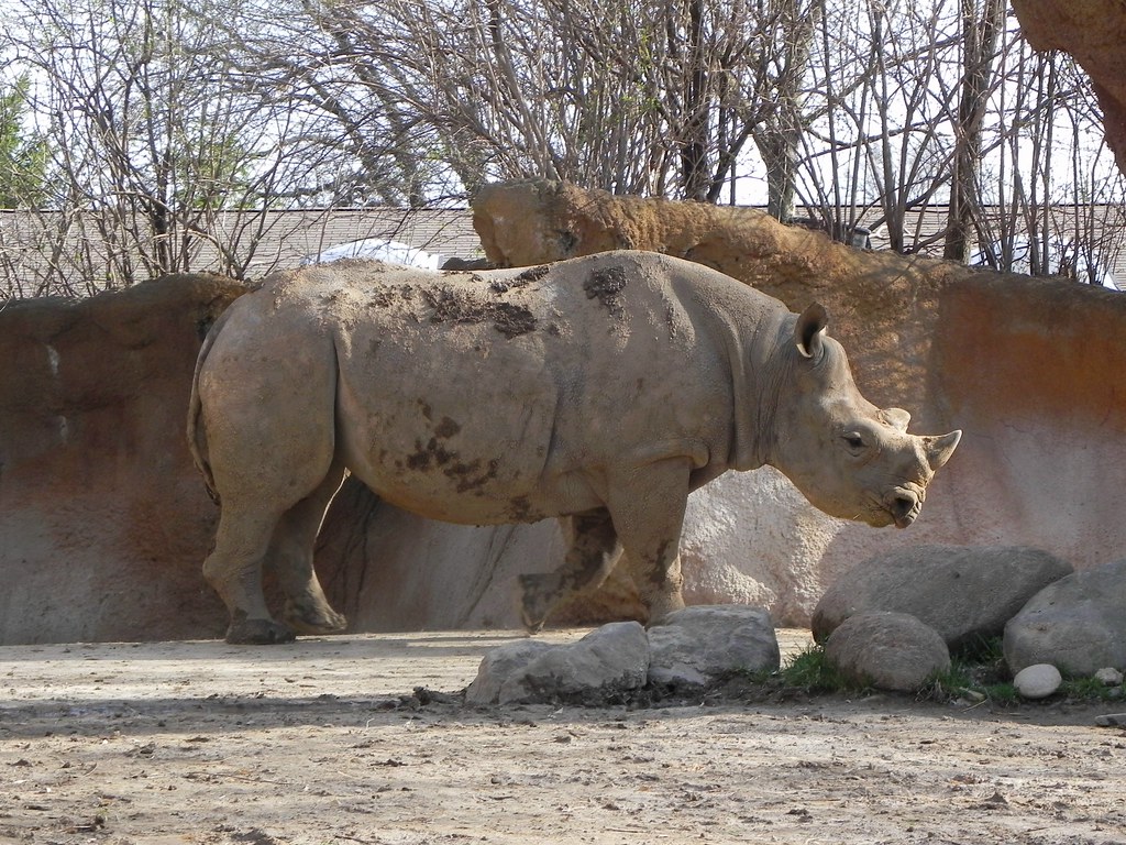 Black Rhino Scientific Name Diceros bicornis St. Louis
