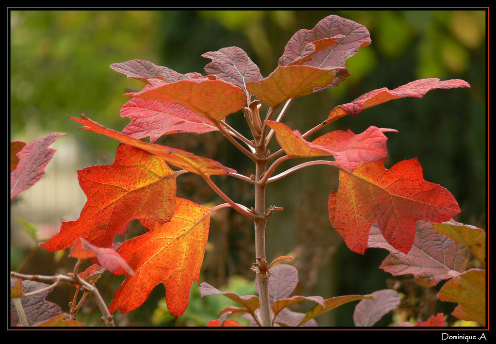 L'automne Les dernières feuilles pour cette année. Dominique