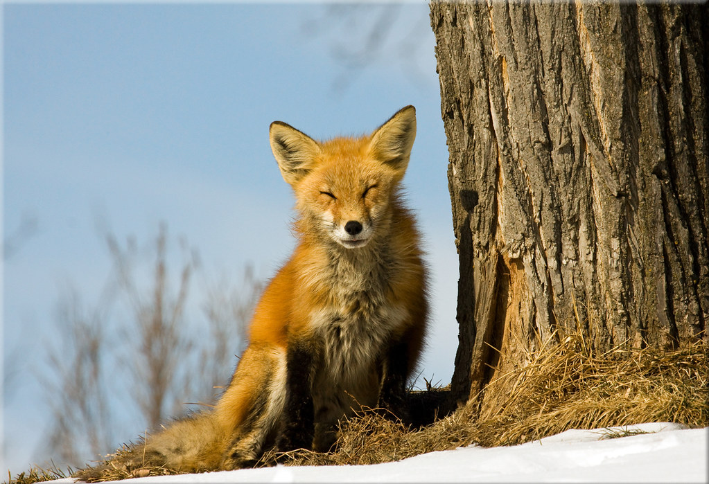 Red Fox, Galena, Illinois The bright sunlight afforded me … Flickr