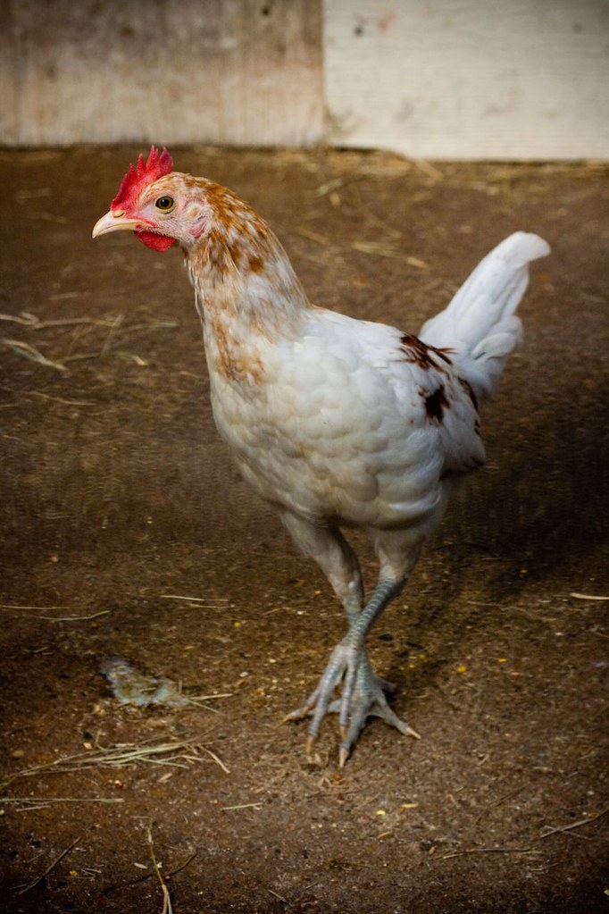 Skinny Chicken elaine Flickr