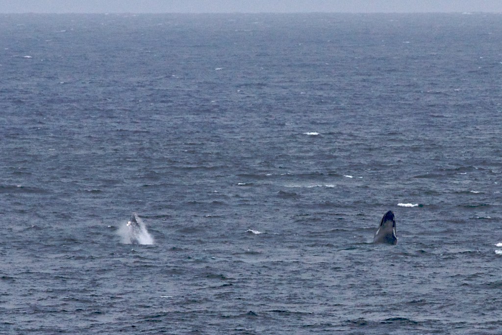 A Double Two humpback whales demonstrating a synchronised … Flickr