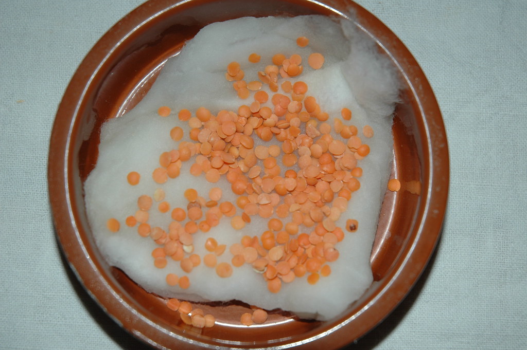 Lentilles pour Ste Barbe__0001 Des lentilles pour Ste Barb… Flickr