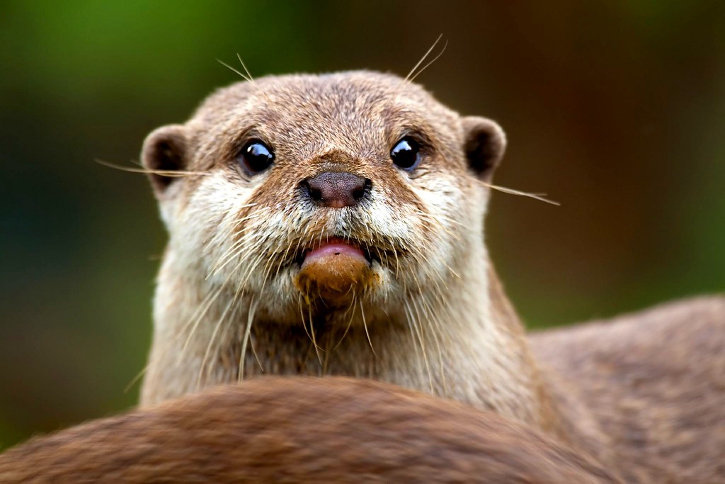 Otter Another from the archives. I had taken a few shot of… Flickr