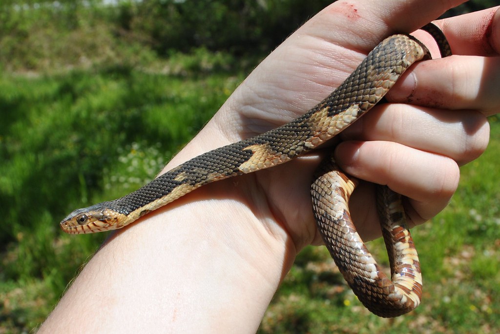 Juvenile Broadbanded water snake Nerodia fasciata conflue… Flickr