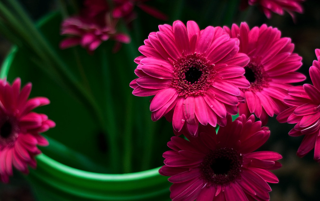 Electric Daisies T i s d a l e Flickr