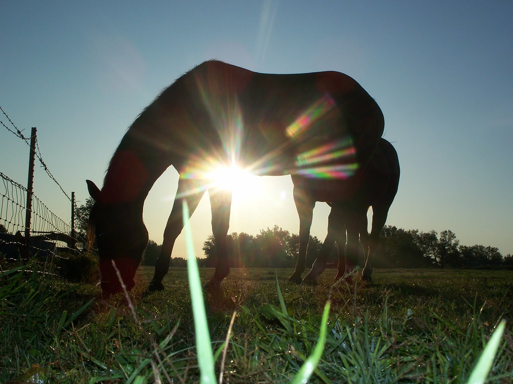 EQUESTRIAN SUNRISE Sunrise on a farm Ochelata,Okla JohnnyBarberTulsa, Ok Flickr